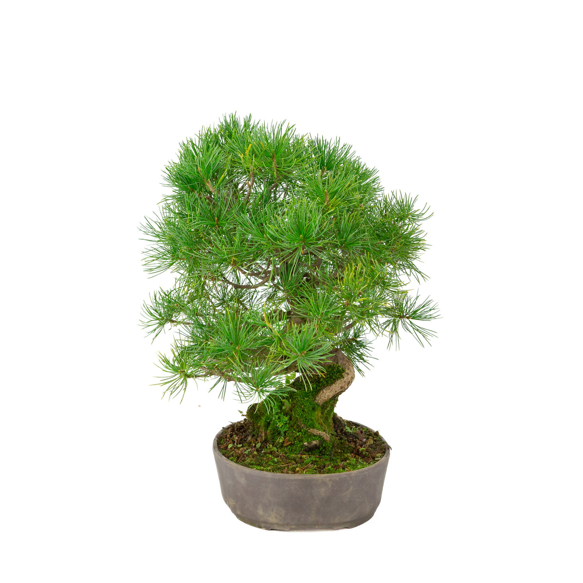 Pinus parviflora unglasierter ovaler Schale 25 cm, Höhe ~37 cm
