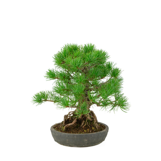 Pinus parviflora unglasierter runder Trommeltopf 20 cm, Höhe ~32 cm