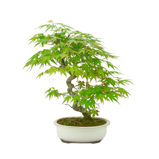Acer palmatum cremefarbener ovaler Schale 20 cm, Höhe ~36 cm