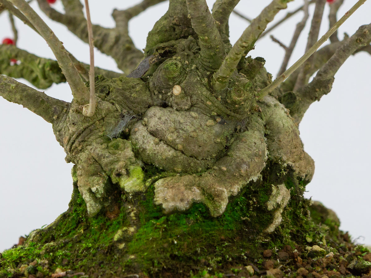 Ilex serrata umemodoki, grün, ovale Schale, 18 cm Durchmesser, Höhe ca. 21 cm