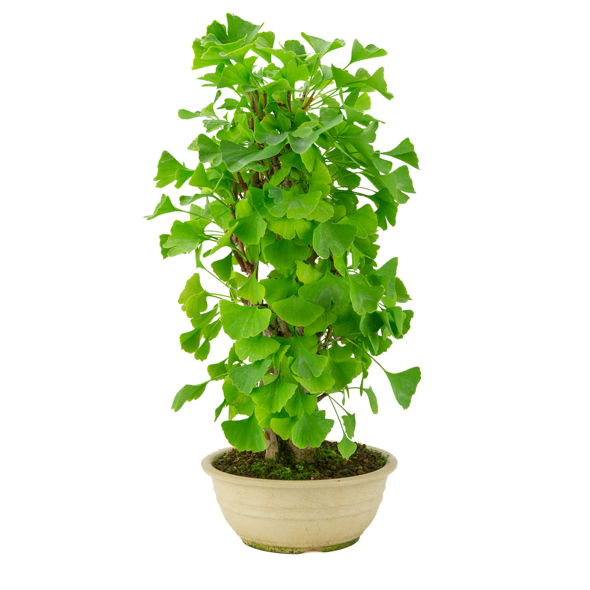 Ginkgo biloba cremefarbener runder Schale 20 cm, Höhe ~50 cm