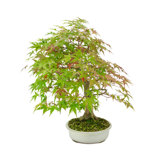 Acer palmatum 'Benichidori' (Japanischer Ahorn), Höhe ~38cm