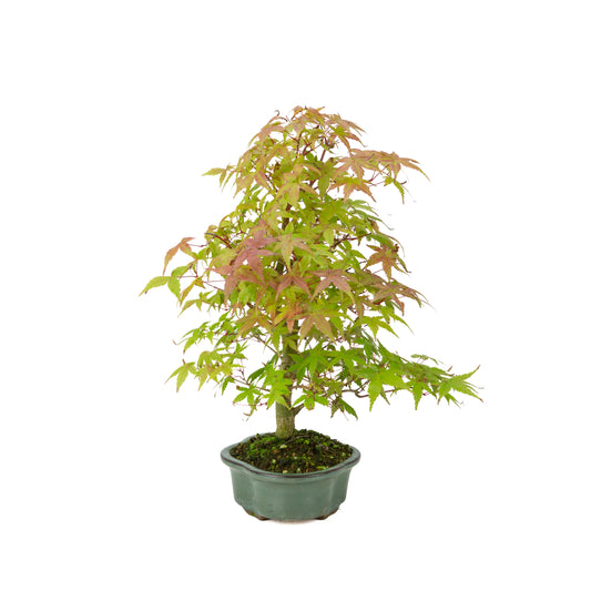 Acer palmatum Deshojo cremefarbener rechteckiger Schale 21 cm, Höhe ~52 cm