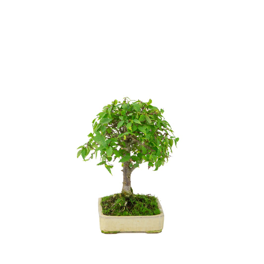 Zelkova serrata cremefarbener rechteckiger Schale 18 cm, Höhe ~26 cm