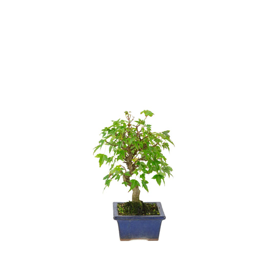 Acer buergerianum blauer rechteckiger Schale 13cm, Höhe ~24cm