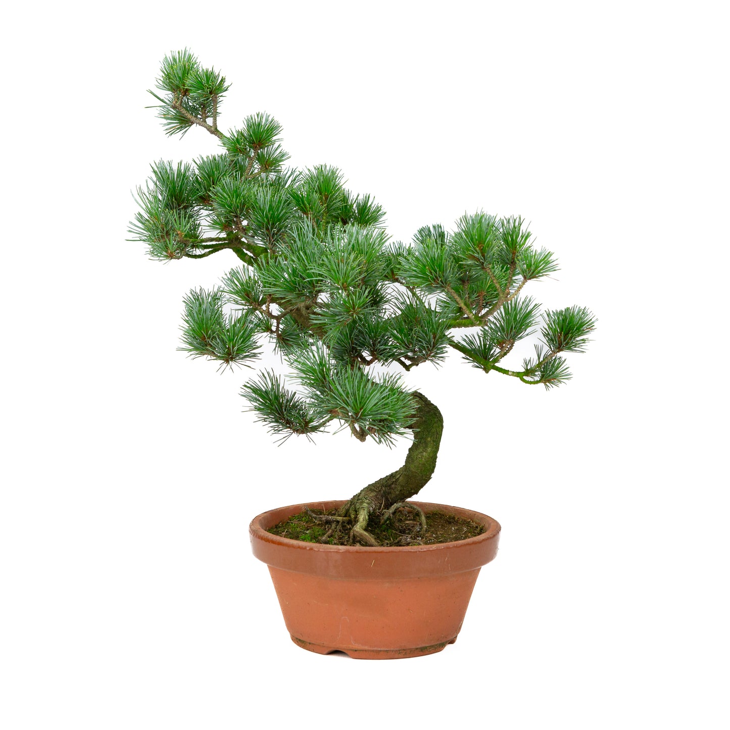 Pinus parviflora Terrakottatopf 19cm, Höhe ~42cm