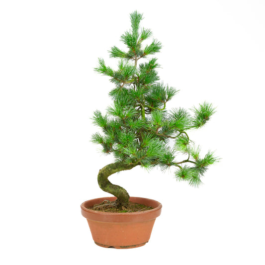 Pinus parviflora Terrakottaschale, 19 cm Durchmesser, Höhe ca. 53 cm