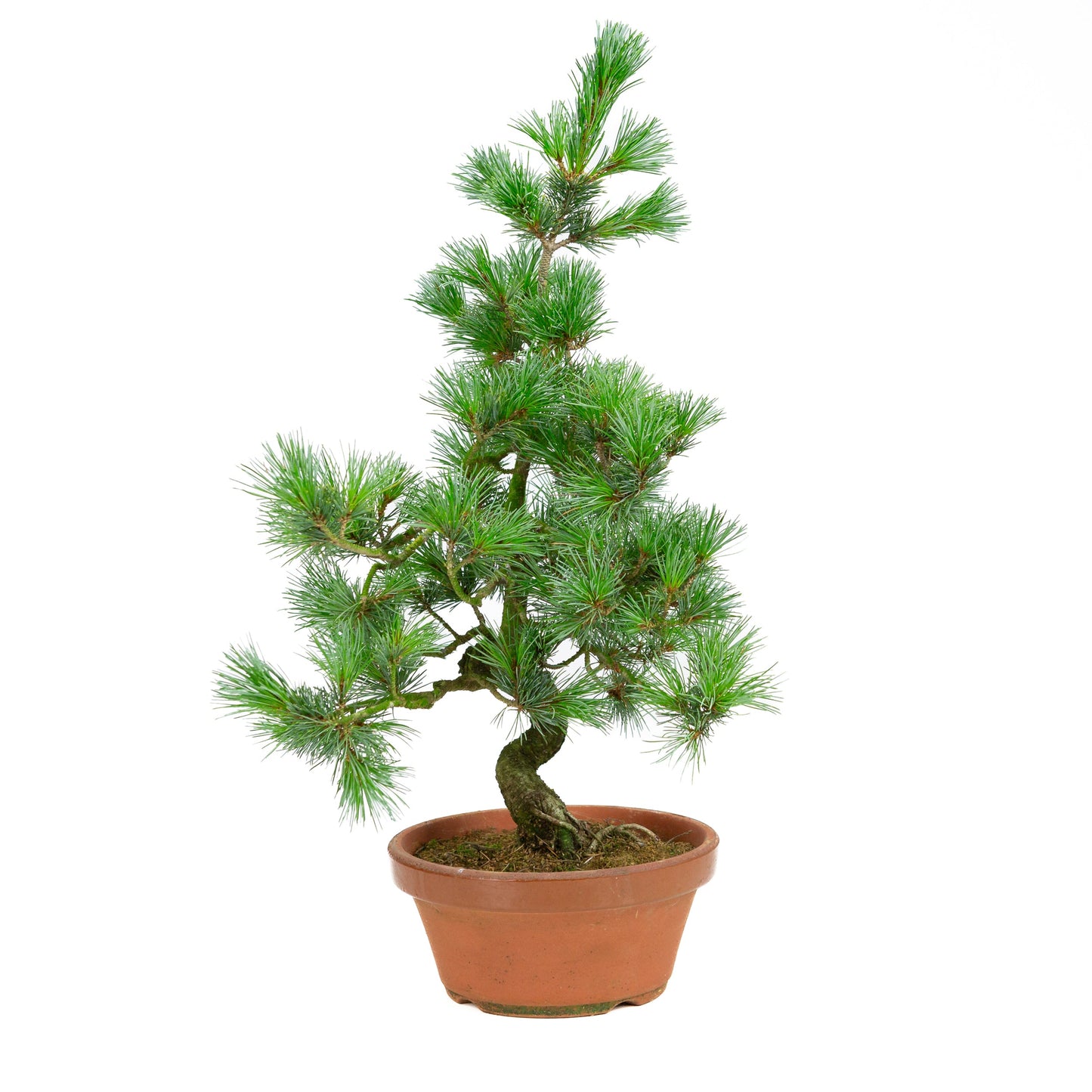 Pinus parviflora Terrakottaschale, 19 cm Durchmesser, Höhe ca. 53 cm