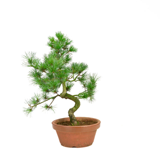 Pinus parviflora Terrakottaschale, 19 cm Durchmesser, Höhe ca. 42 cm