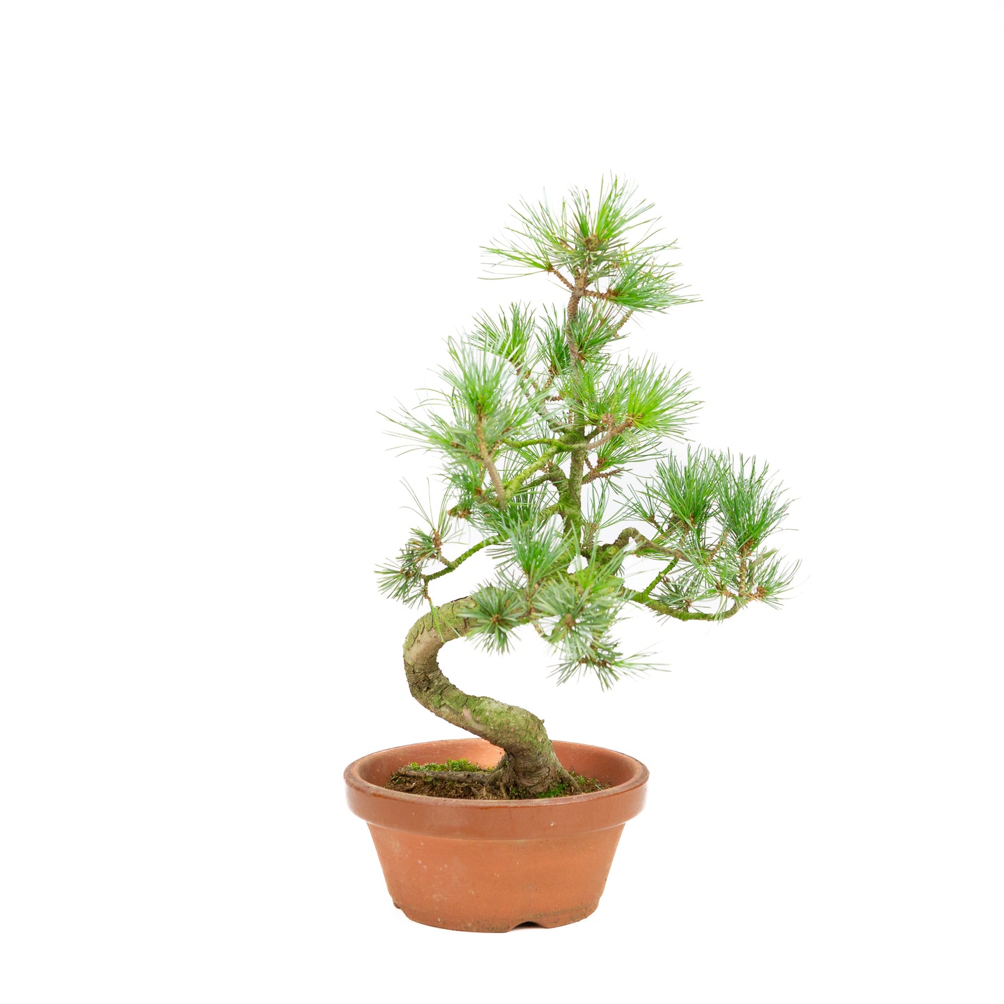Pinus parviflora Terrakottatopf 19cm, Höhe ~42cm