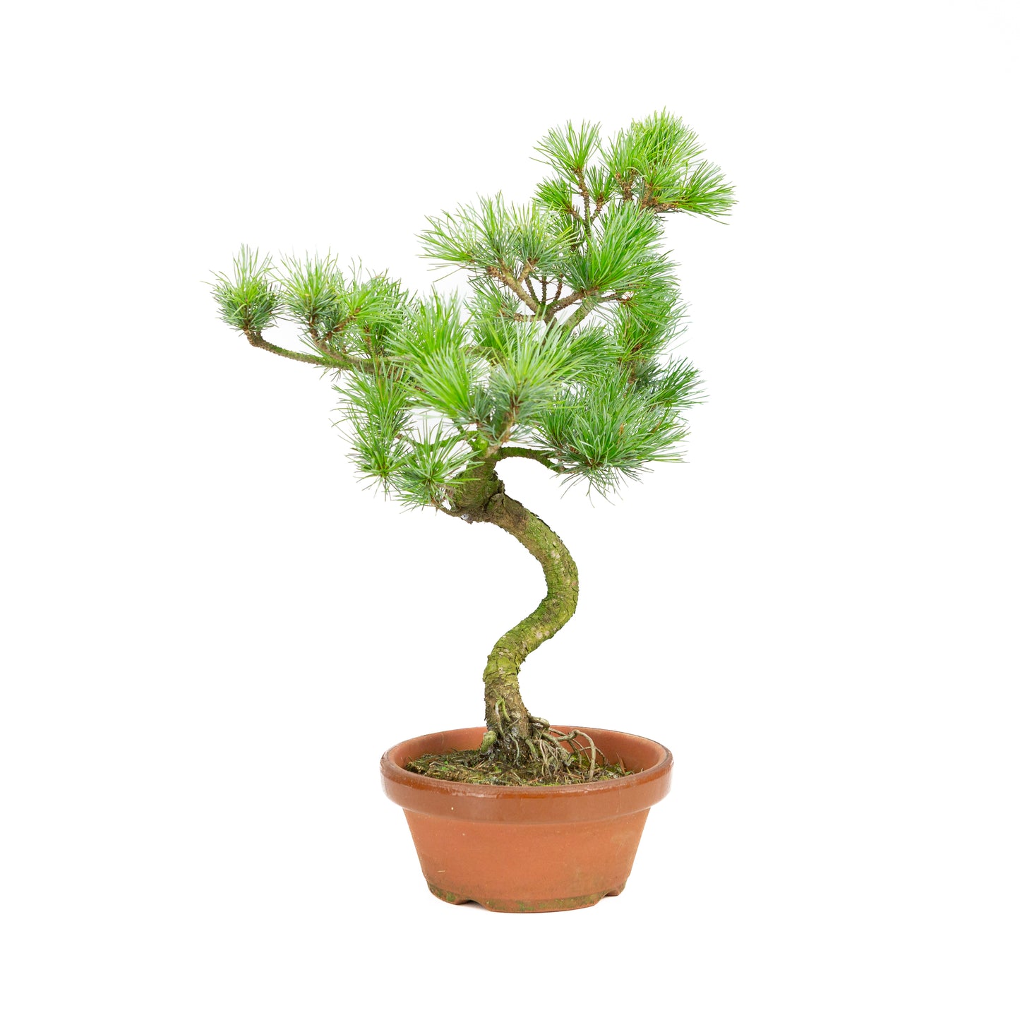 Pinus parviflora Terrakottatopf 19cm, Höhe ~42cm