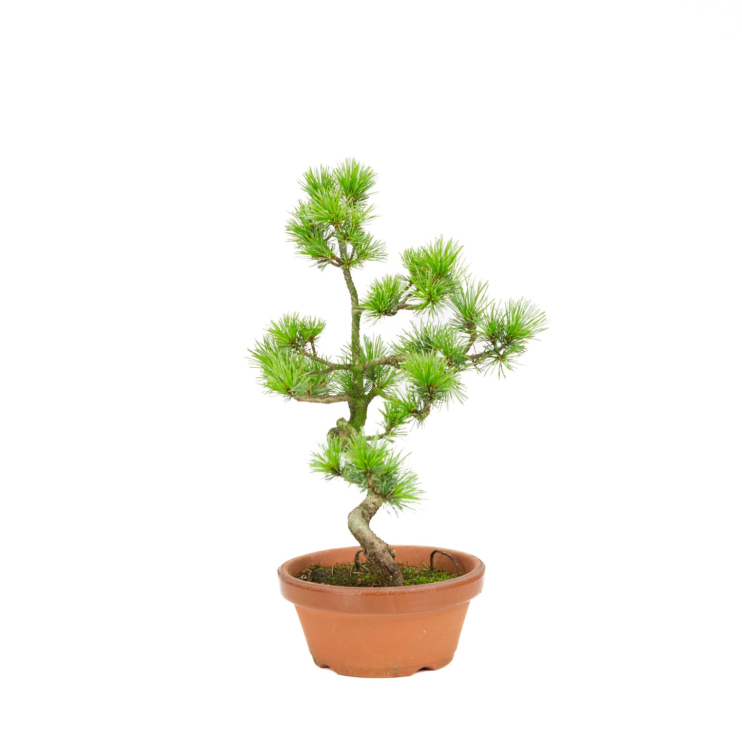 Pinus parviflora Terrakottatopf 19cm, Höhe ~42cm