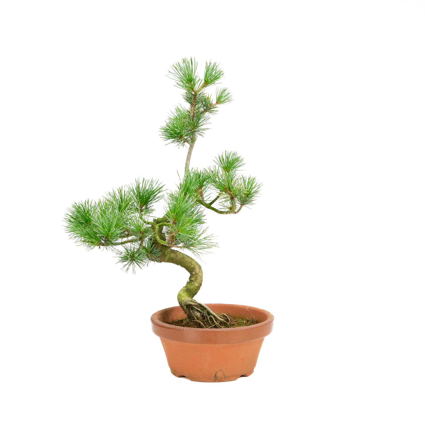 Pinus parviflora Terrakottatopf 19cm, Höhe ~42cm