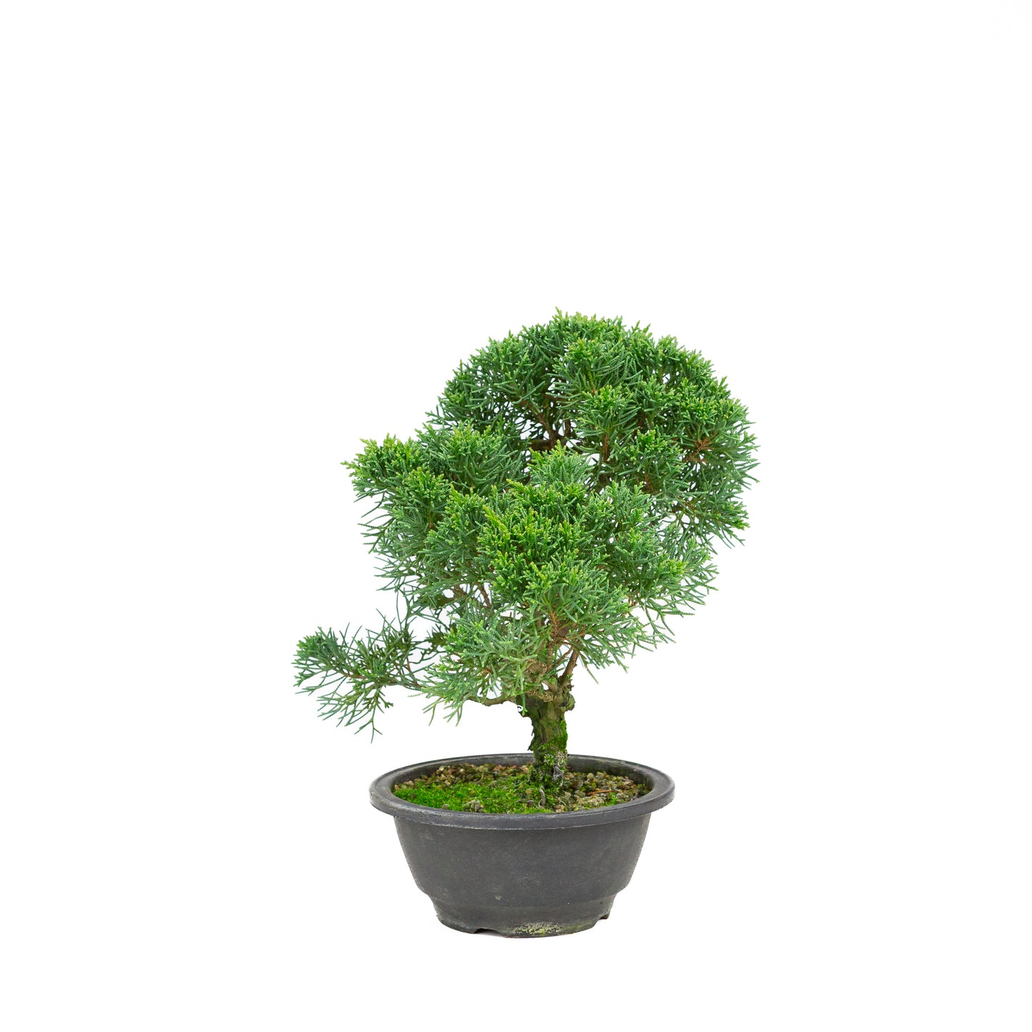 Juniperus chinensis grüner rechteckiger Schale 13cm, Höhe ~35cm