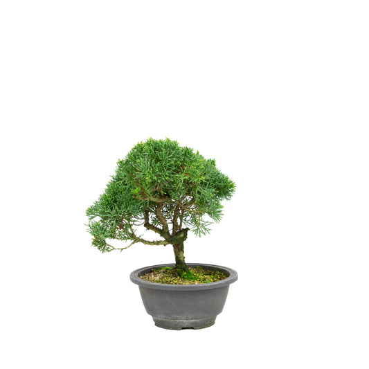 Juniperus chinensis grüner rechteckiger Schale 13cm, Höhe ~35cm