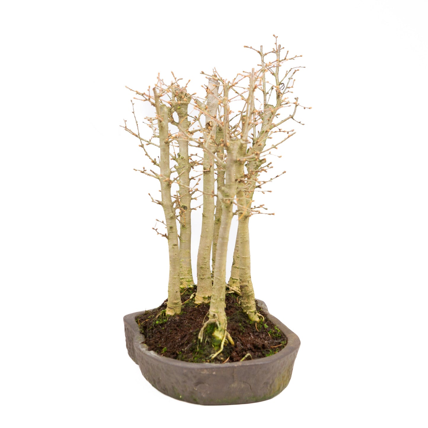 Pseudolarix amabilis, waldbraun, ovale Schale, 43 cm Durchmesser, Höhe ca. 56 cm