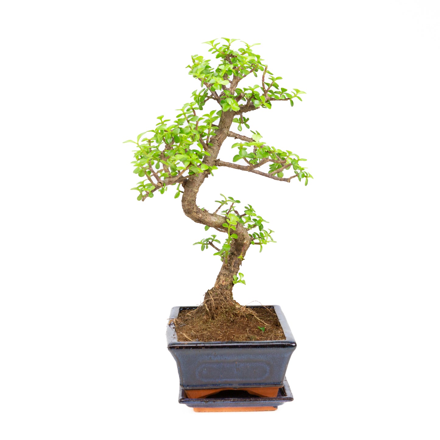 Portulacaria afra Bonsai im braunen Schale 22cm, Höhe ~30cm