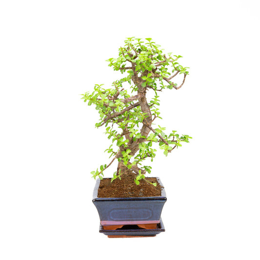 Portulacaria afra Bonsai, Schale 25cm, Höhe ~40cm