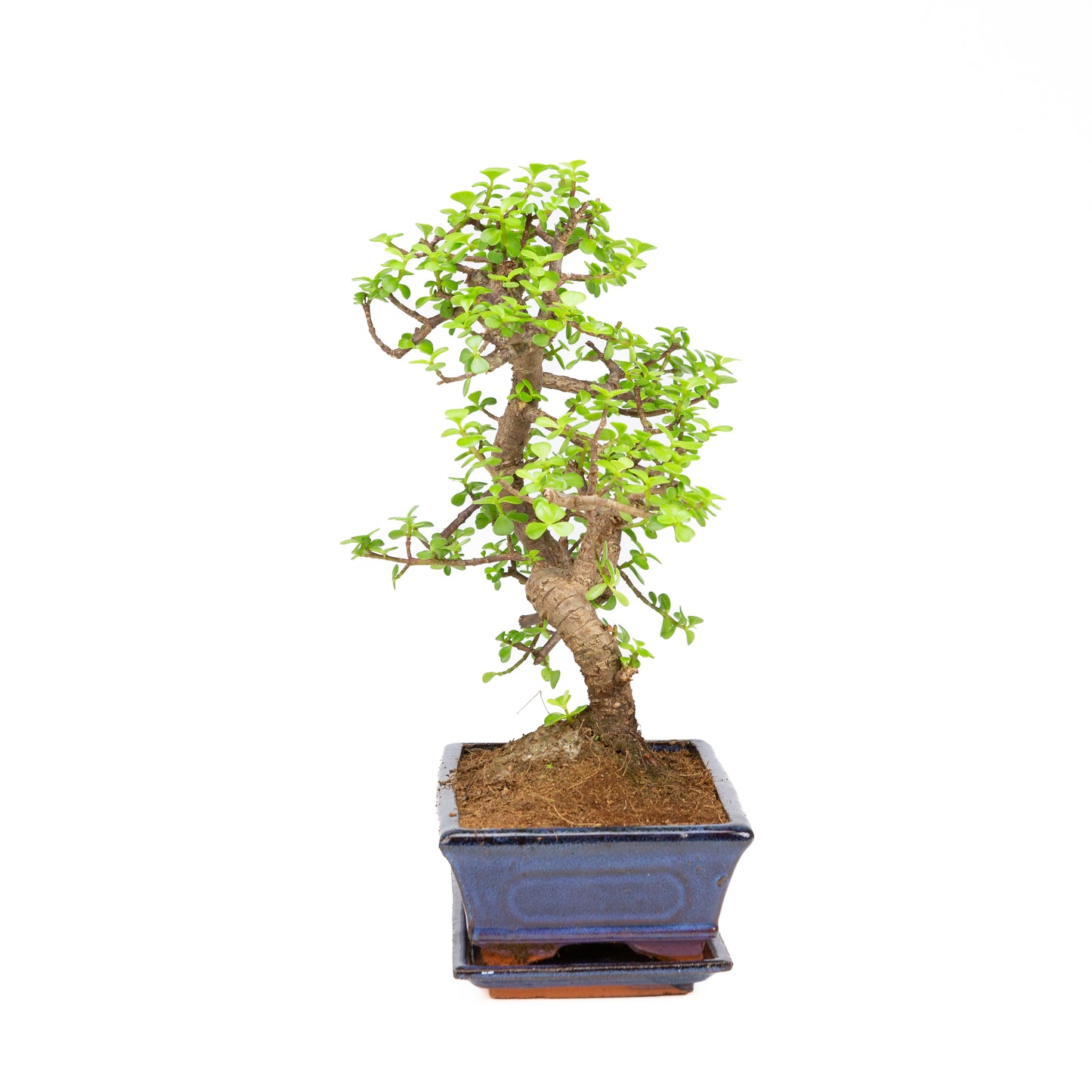 Portulacaria afra Bonsai im braunen Schale 22cm, Höhe ~30cm