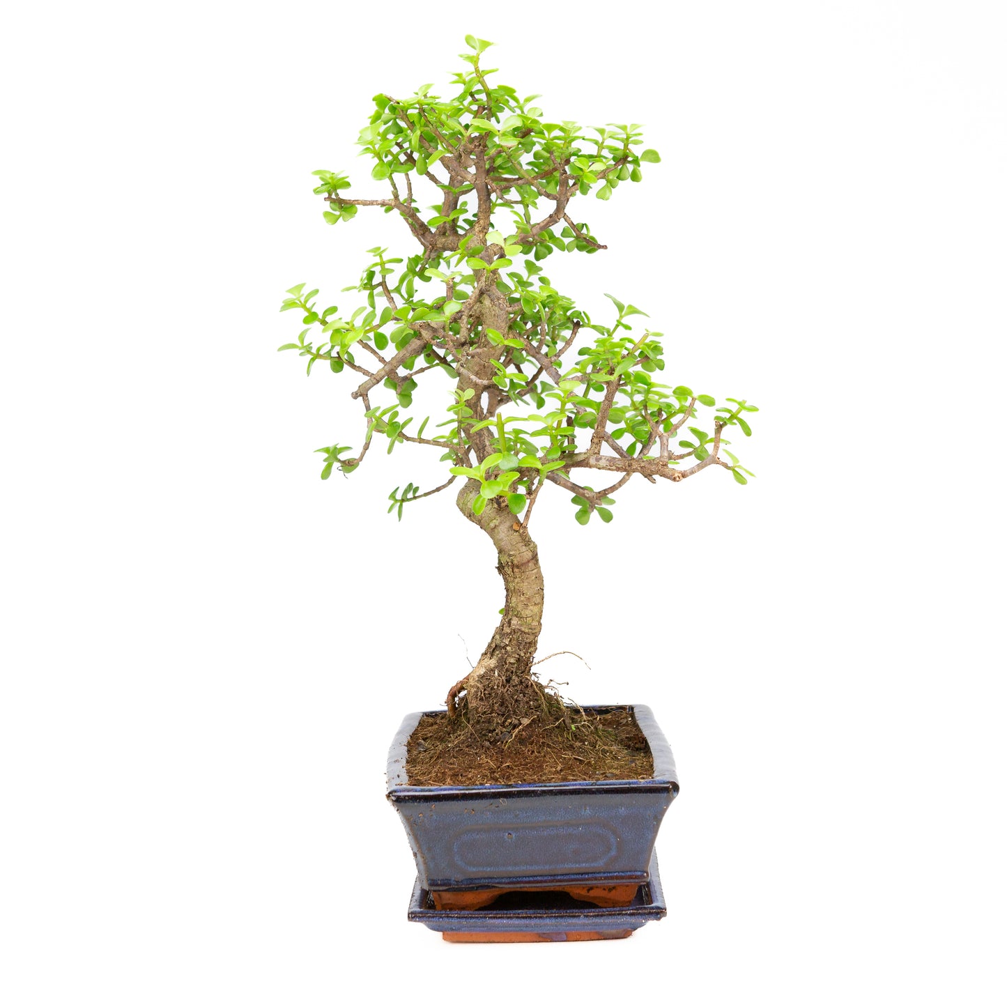 Portulacaria afra Bonsai im braunen Schale 22cm, Höhe ~30cm