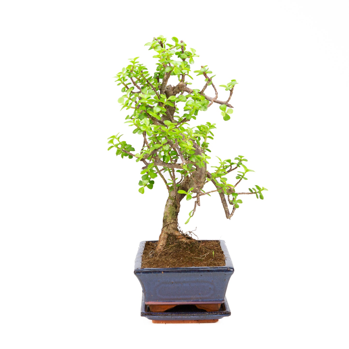 Portulacaria afra Bonsai im braunen Schale 22cm, Höhe ~30cm