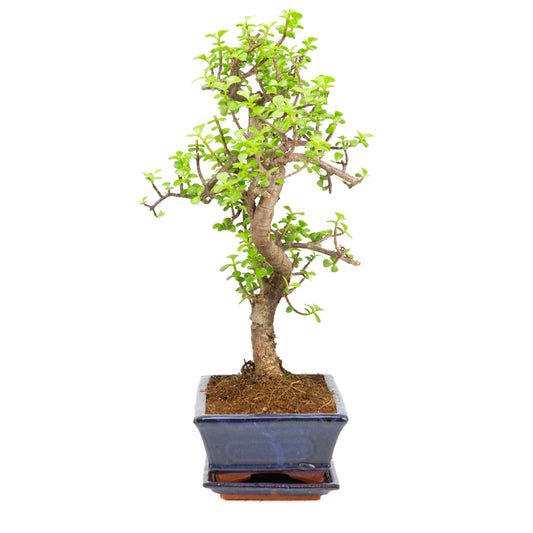 Portulacaria afra Bonsai in einer braunen Schale 22cm, Höhe ~30cm