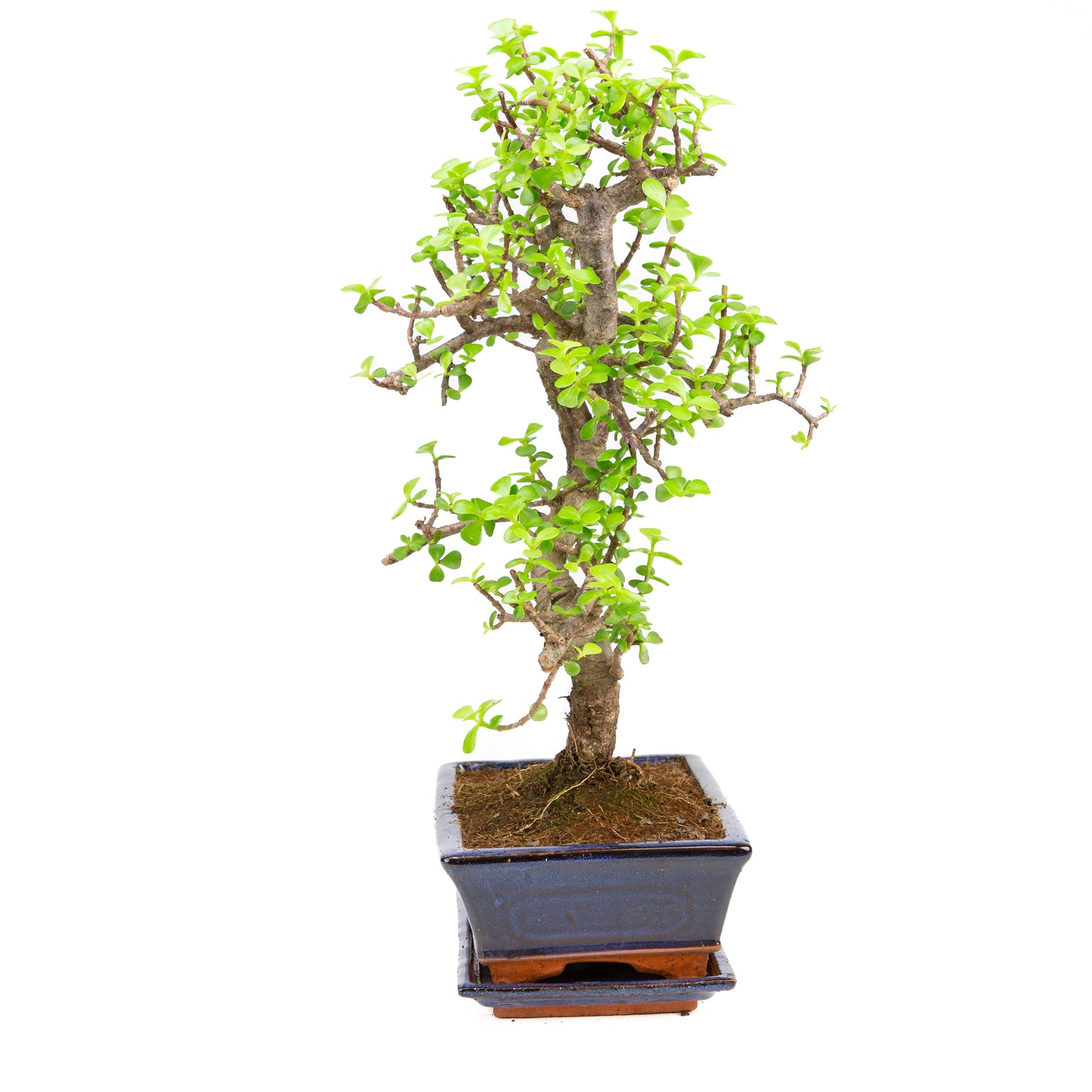 Portulacaria afra Bonsai im braunen Schale 22cm, Höhe ~30cm