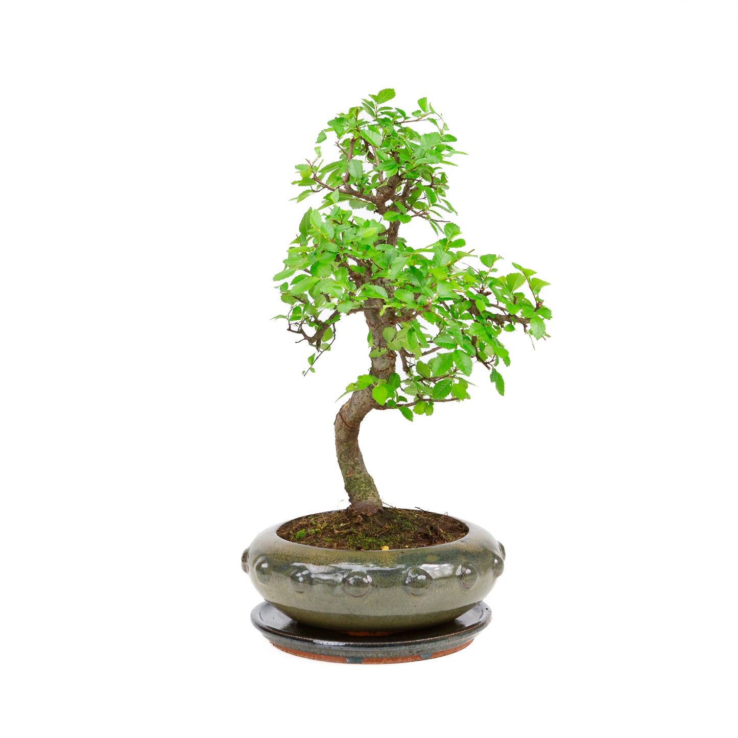 Zelkova Bonsai in grünem ovalen Schale 29cm, Höhe ~40cm