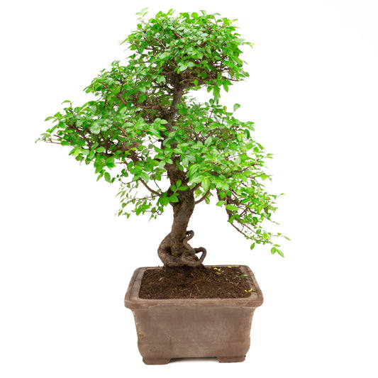 Zelkova Bonsai im unglasierten Schale 32cm, Höhe ~65cm