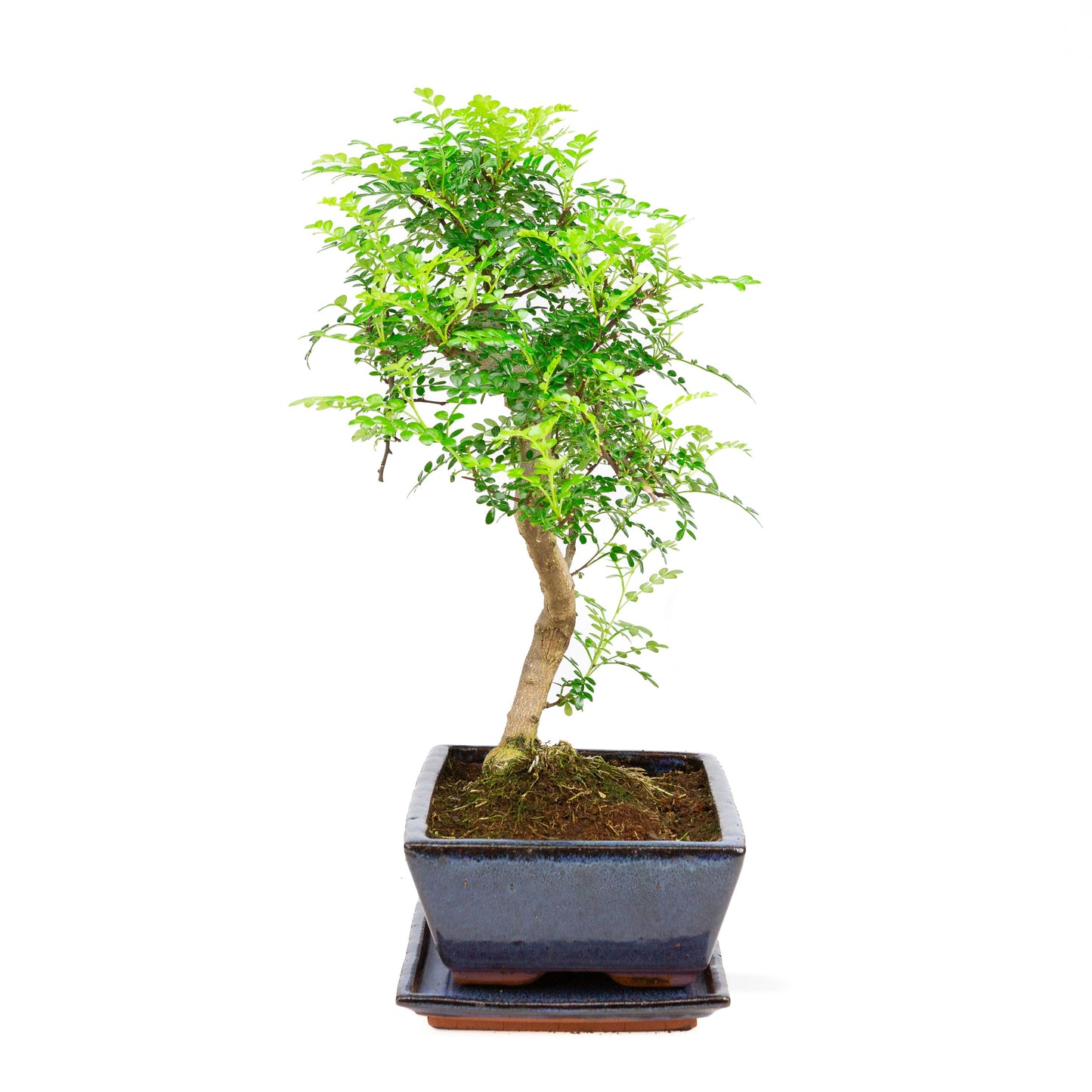 Zanthoxylum piperetium Bonsai in einer blauen Schale, 28 cm Durchmesser, Höhe ca. 46 cm