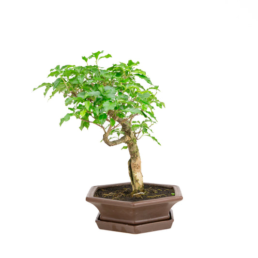 Bougainvillea glabra Bonsai in einer braunen Schale, 28 cm Durchmesser, Höhe ca. 41 cm