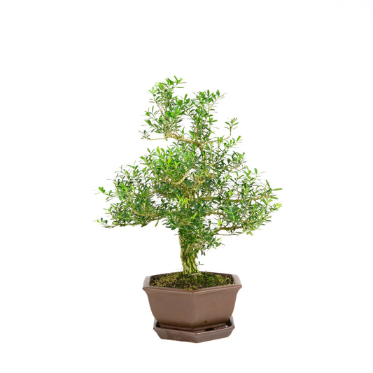 Buxus harlandii Bonsai in einer blauen Schale, 21 cm Durchmesser, Höhe ca. 36 cm (Kopie)