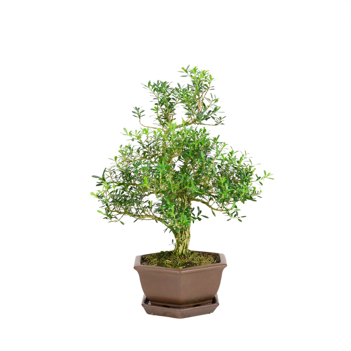 Buxus harlandii Bonsai in einer blauen Schale, 21 cm Durchmesser, Höhe ca. 36 cm (Kopie)