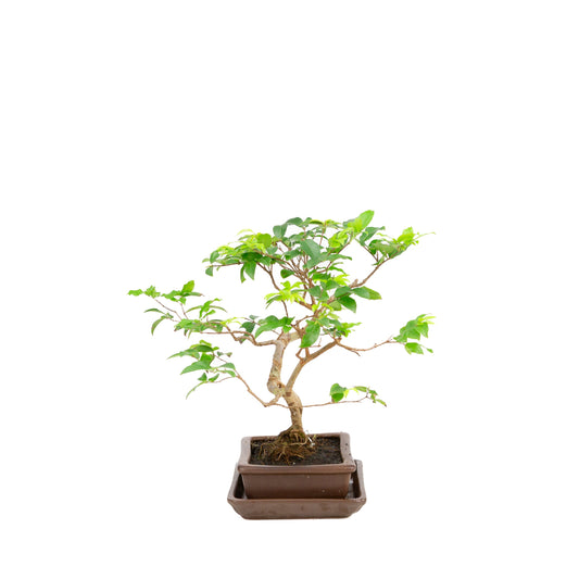 Syzygium-Bonsai in einer braunen Schale, 16 cm Durchmesser, Höhe 28 cm