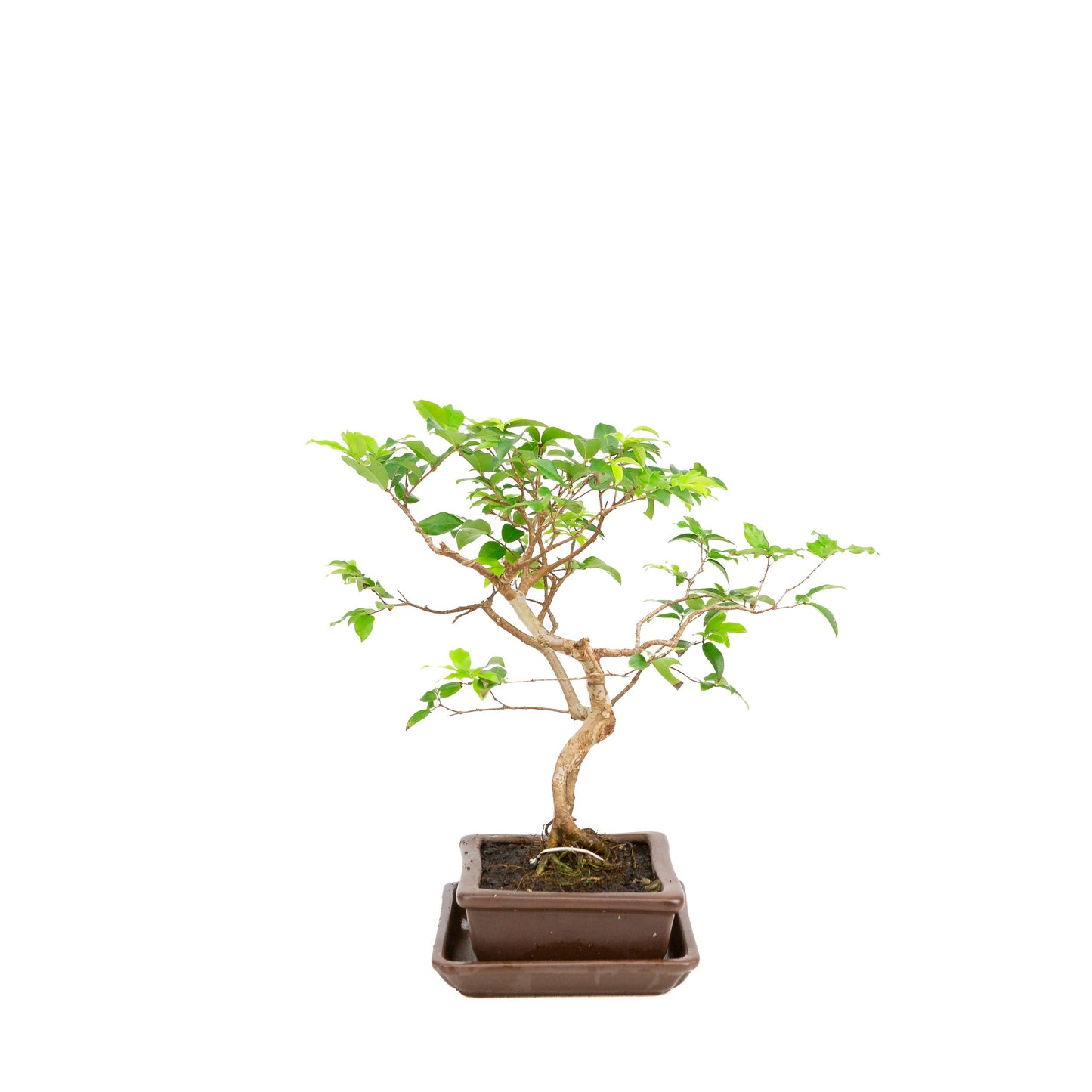 Syzygium-Bonsai in einer braunen Schale, 16 cm Durchmesser, Höhe 28 cm