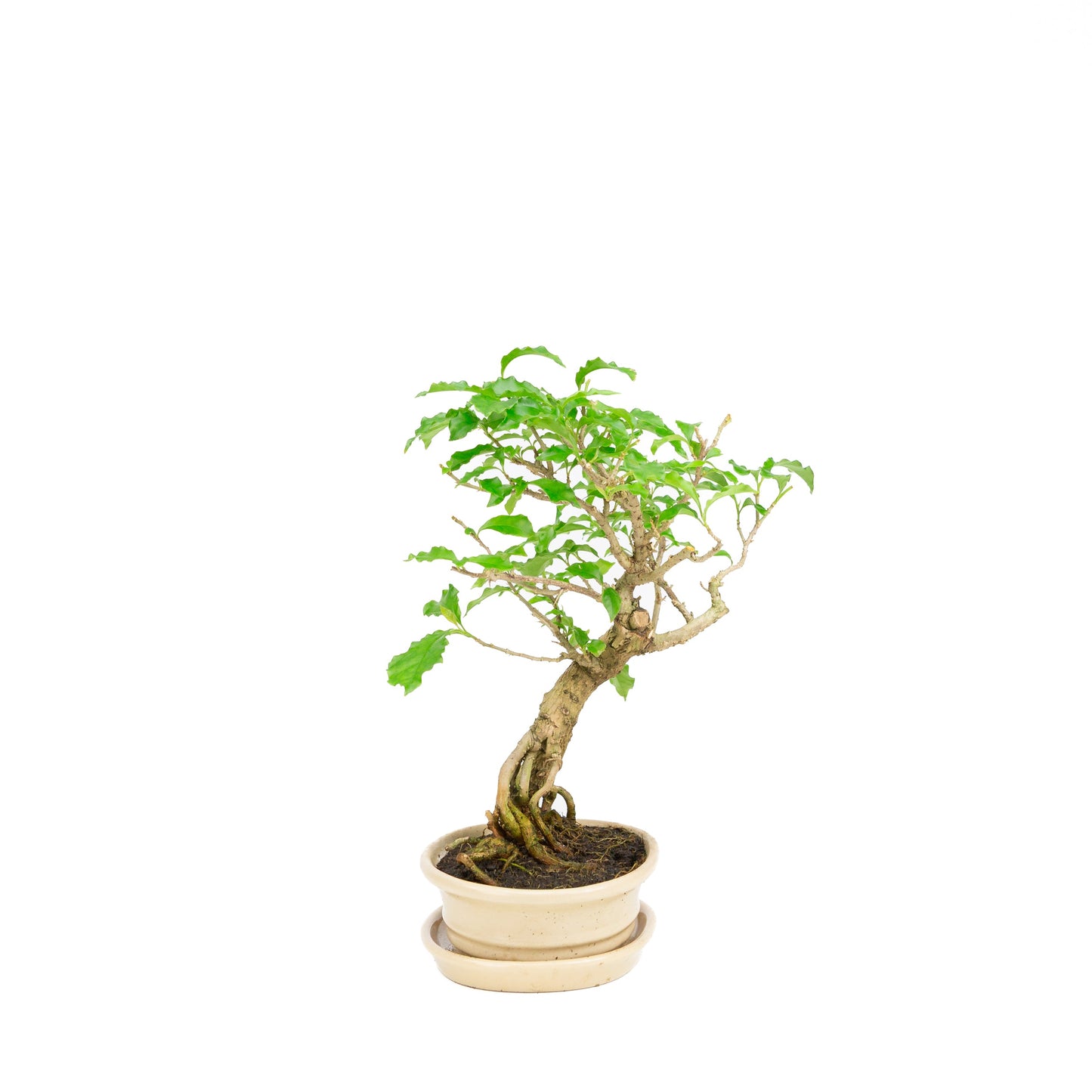 Bougainvillea glabra Bonsai in einer cremefarbenen Schale, 14 cm hoch, Gesamthöhe ca. 24 cm