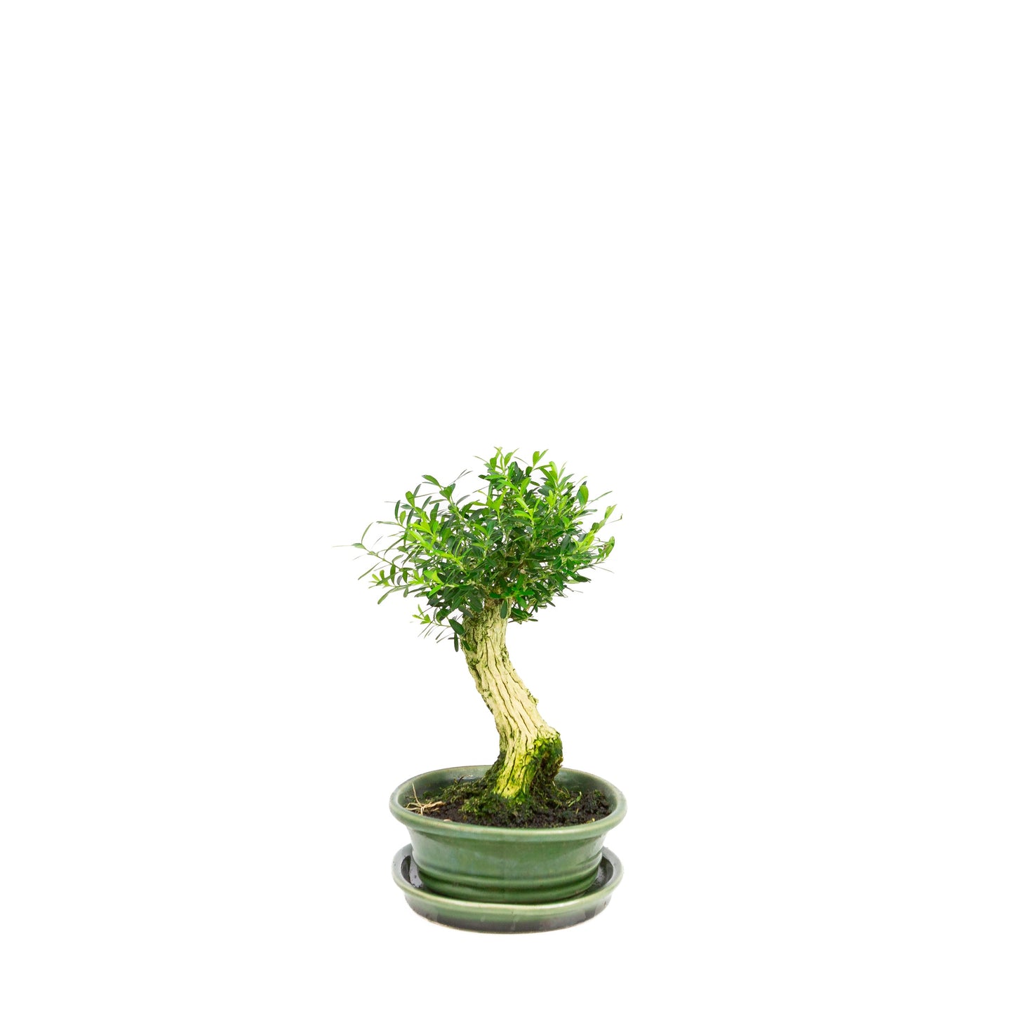 Buxus harlandii Bonsai in einer grünen Schale, 26 cm Durchmesser, Höhe ca. 46 cm