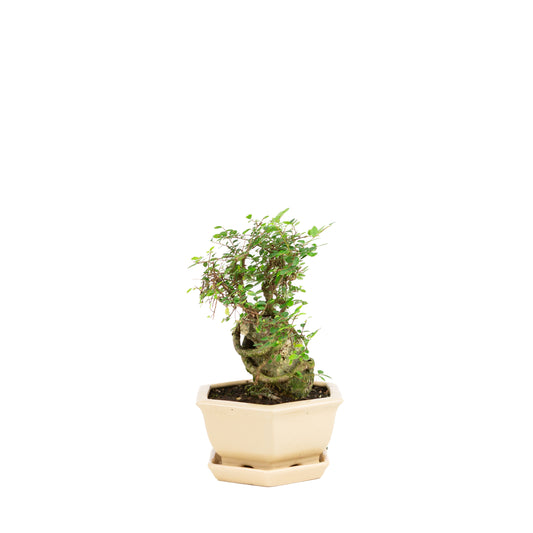 Zelkova Bonsai mit Stein im cremefarbenen Topf, 22 cm hoch, Höhe ca. 36 cm