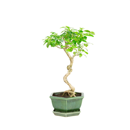 Durantha repens Bonsai in einer grünen Schale, 18 cm Durchmesser, Höhe ca. 39 cm