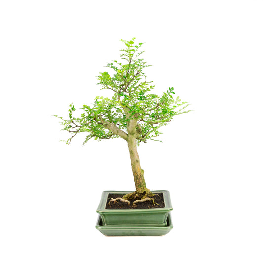 Zanthoxylum piperitum Bonsai in einer grünen Schale, 21 cm Durchmesser, Höhe ca. 40 cm