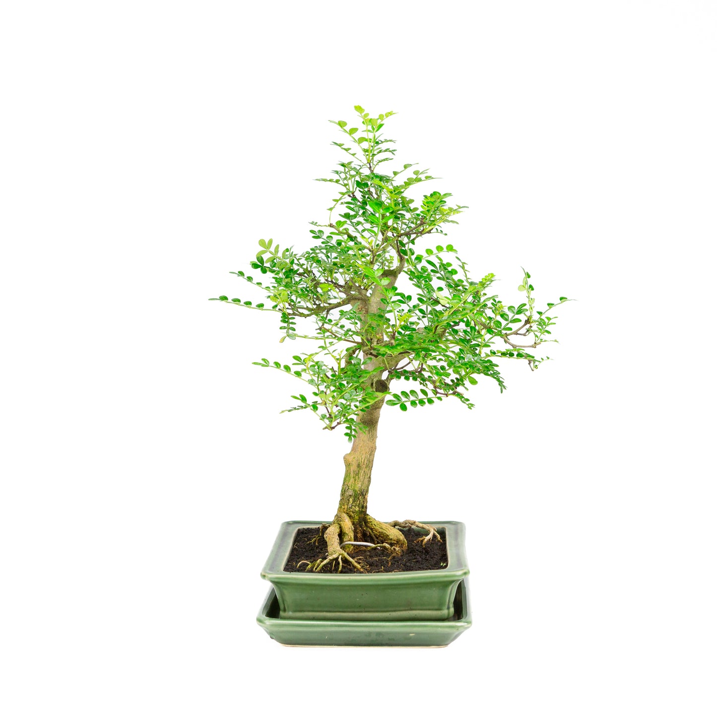 Zanthoxylum piperitum Bonsai im braunen Schale 20cm, Höhe ~30cm