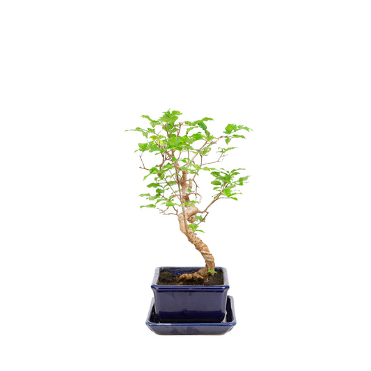 Syzygium-Bonsai in einer blauen Schale, 15 cm Durchmesser, Höhe ca. 33 cm