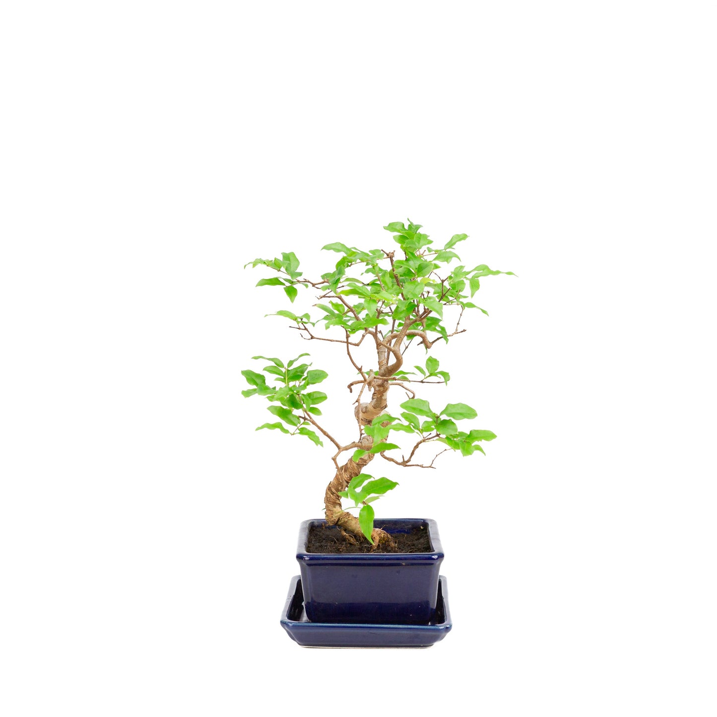 Syzygium-Bonsai in einer blauen Schale, 15 cm Durchmesser, Höhe ca. 33 cm