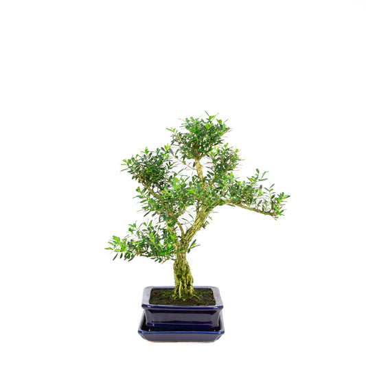 Buxus harlandii Bonsai im blauen Topf, 21 cm Durchmesser, Höhe ca. 36 cm (Kopie)