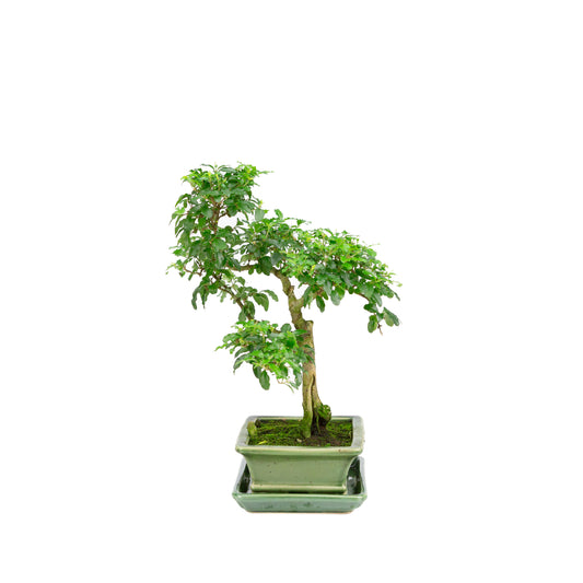 Ligustrum ovalifolium Bonsai im grünen Topf, 16 cm Durchmesser, Höhe ca. 32 cm