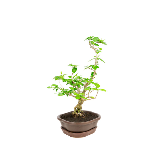 Premna Bonsai im braunen Topf, 17 cm Durchmesser, Höhe ca. 22 cm