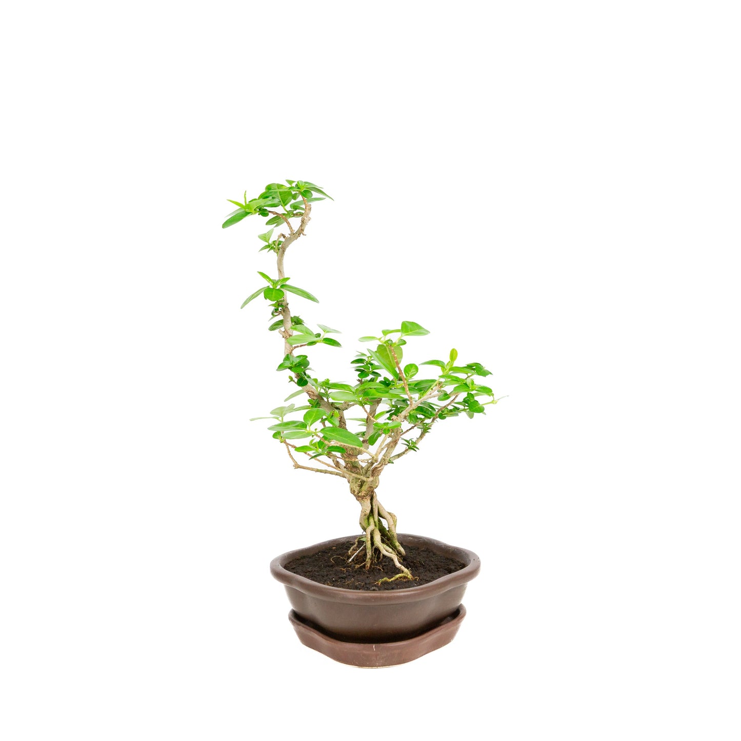 Premna Bonsai in einer braunen Schale, 17 cm Durchmesser, Höhe ca. 22 cm