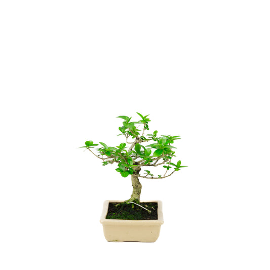 Premna microphylla (Moschustremna), Höhe ~21cm