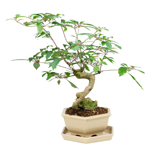 Hamelia patens (vuurstruik), hoogte ~48cm