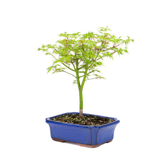 Acer palmatum 'Seiryu' (Japanischer Ahorn), Höhe ~39cm